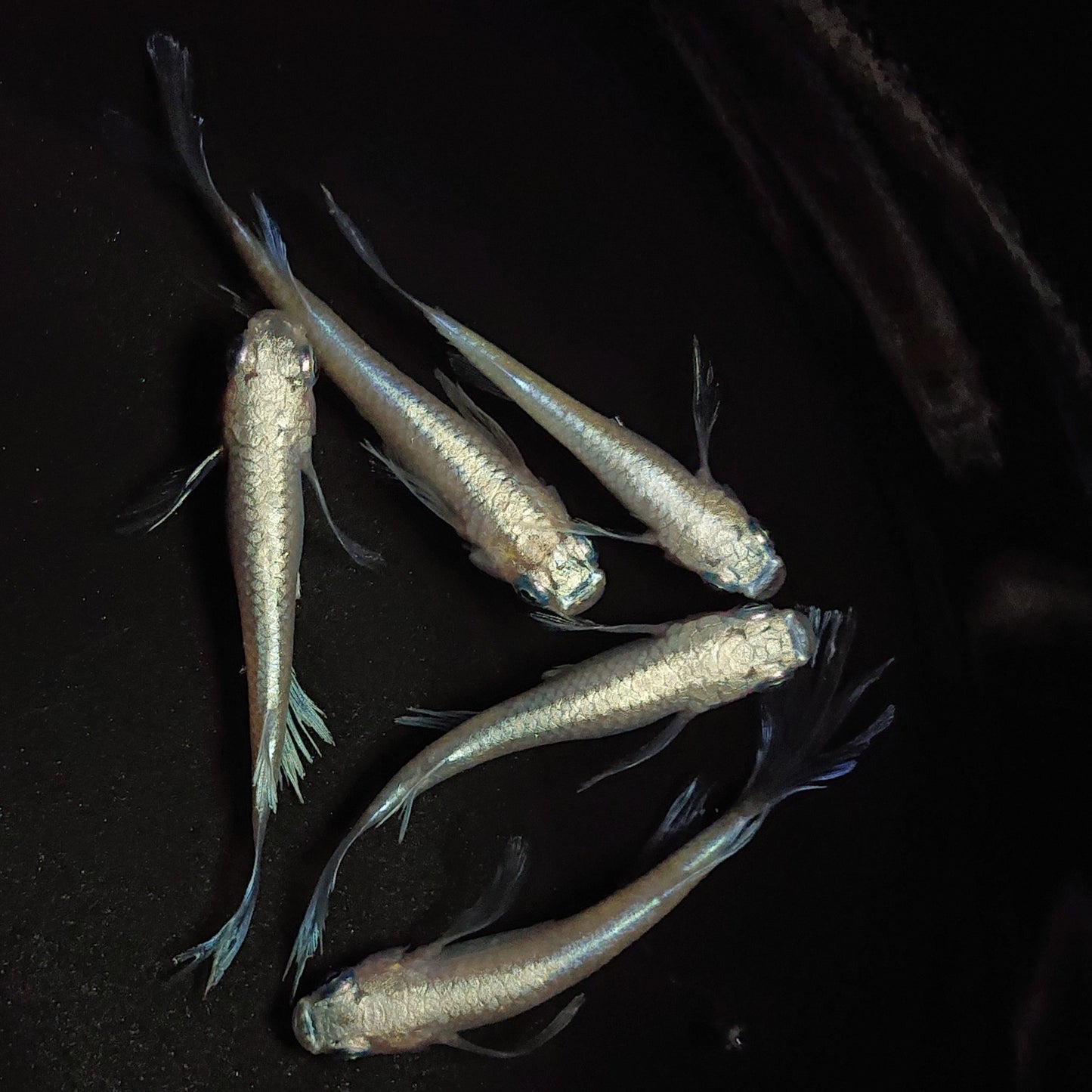 【現物】松井ヒレ長白幹之シャイナー 5匹 オス2メス3 0586