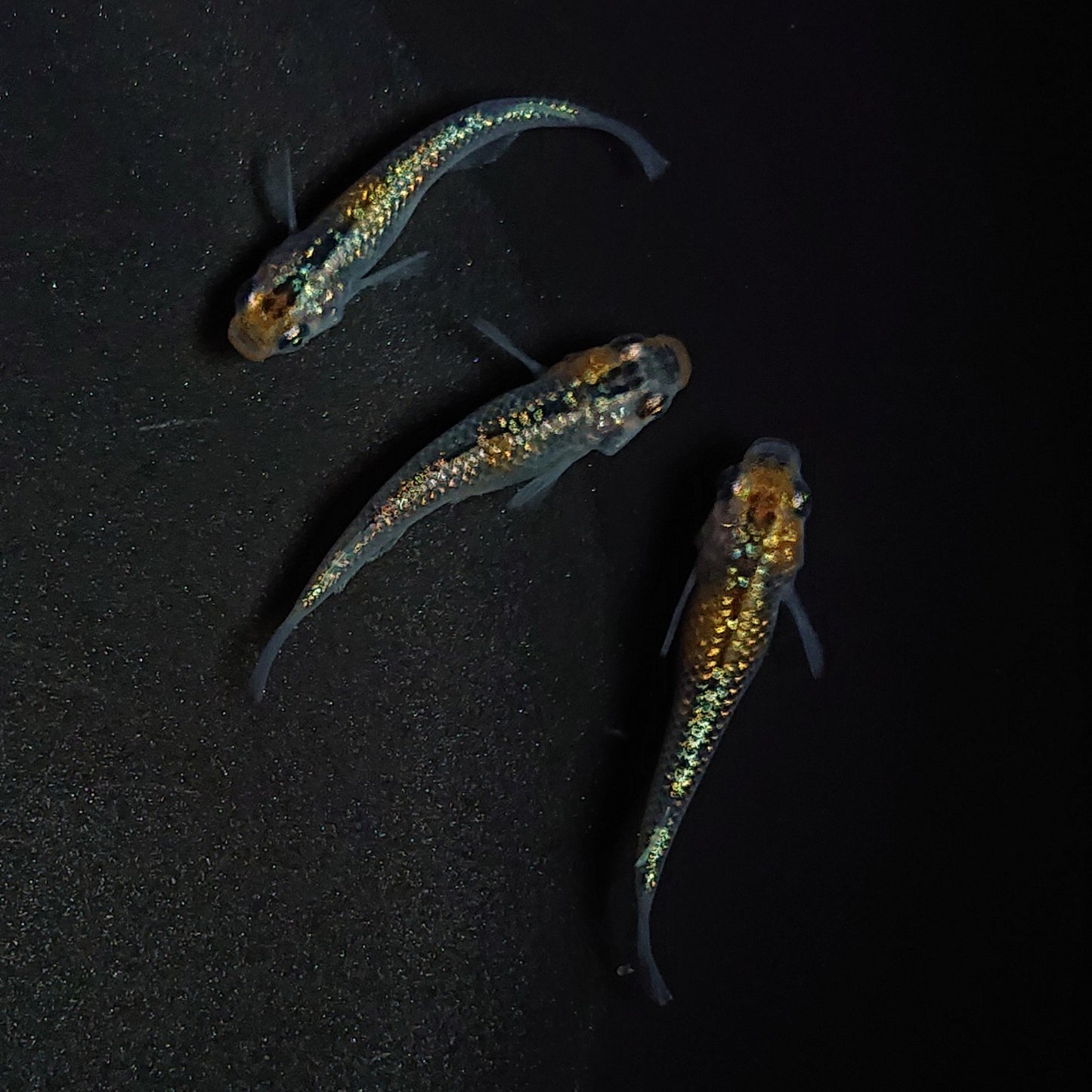 【現物】【上物】天界 若魚 3匹 オス1メス2 0582