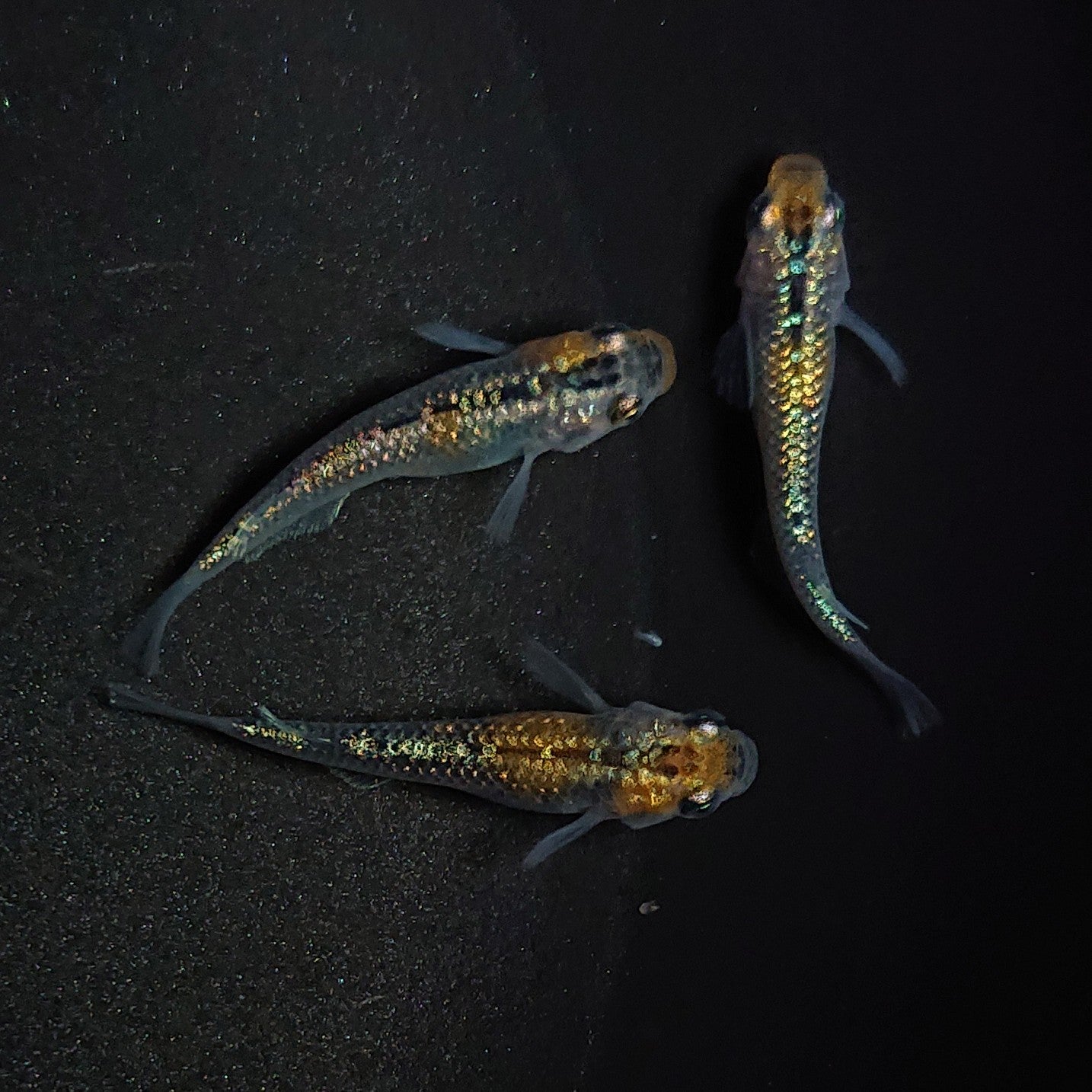 【現物】【上物】天界 若魚 3匹 オス1メス2 0582