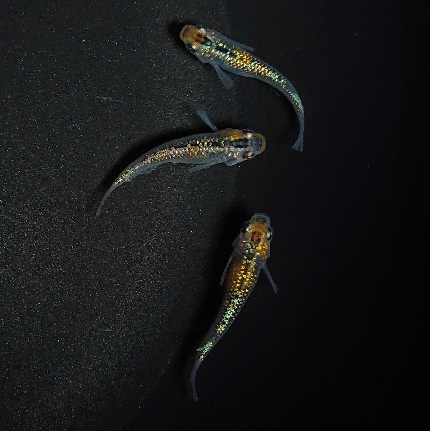 【現物】【上物】天界 若魚 3匹 オス1メス2 0582