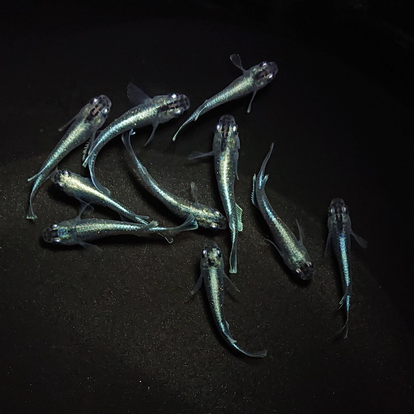 【現物】ブラックモルフォ亜種typeブルー 若魚 5ペア 0589