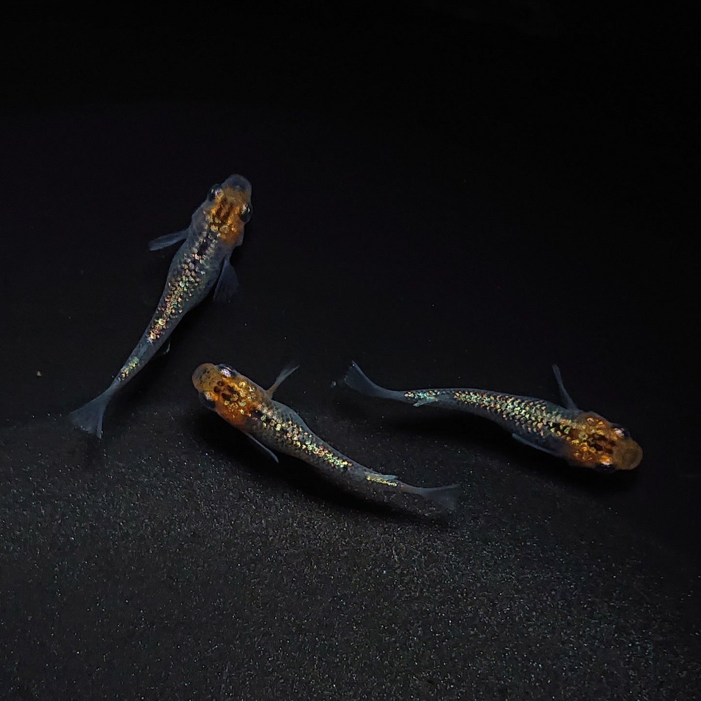 【現物】【上物】天界 若魚 3匹 オス1メス2 0587