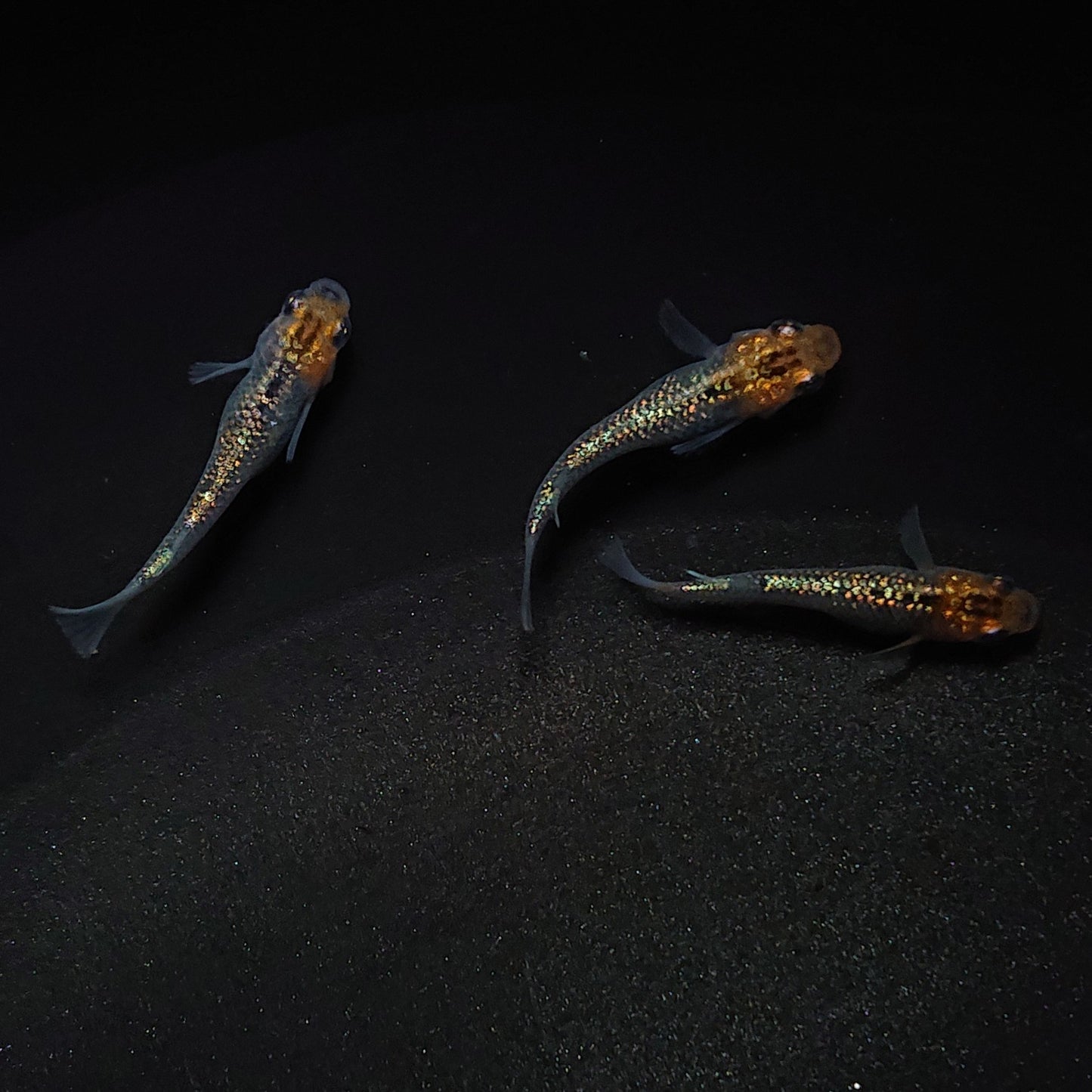 【現物】【上物】天界 若魚 3匹 オス1メス2 0587