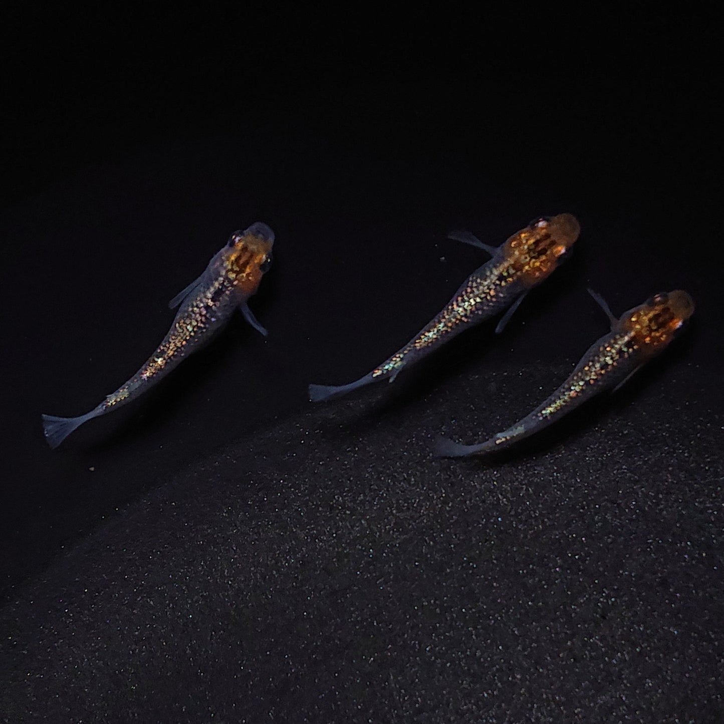 【現物】【上物】天界 若魚 3匹 オス1メス2 0587