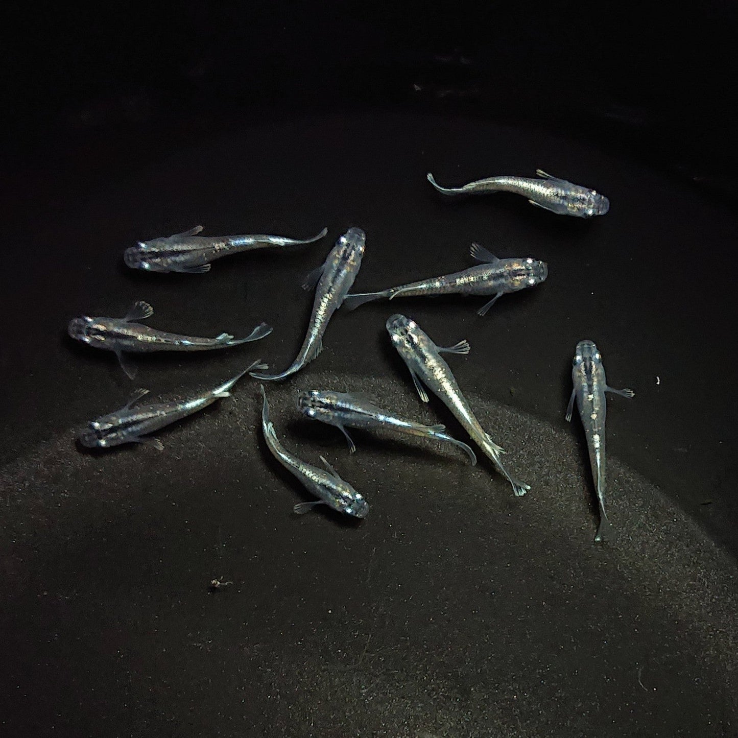 【現物】【現物イベント特価】マリアージュロングフィン若魚 10匹 0601