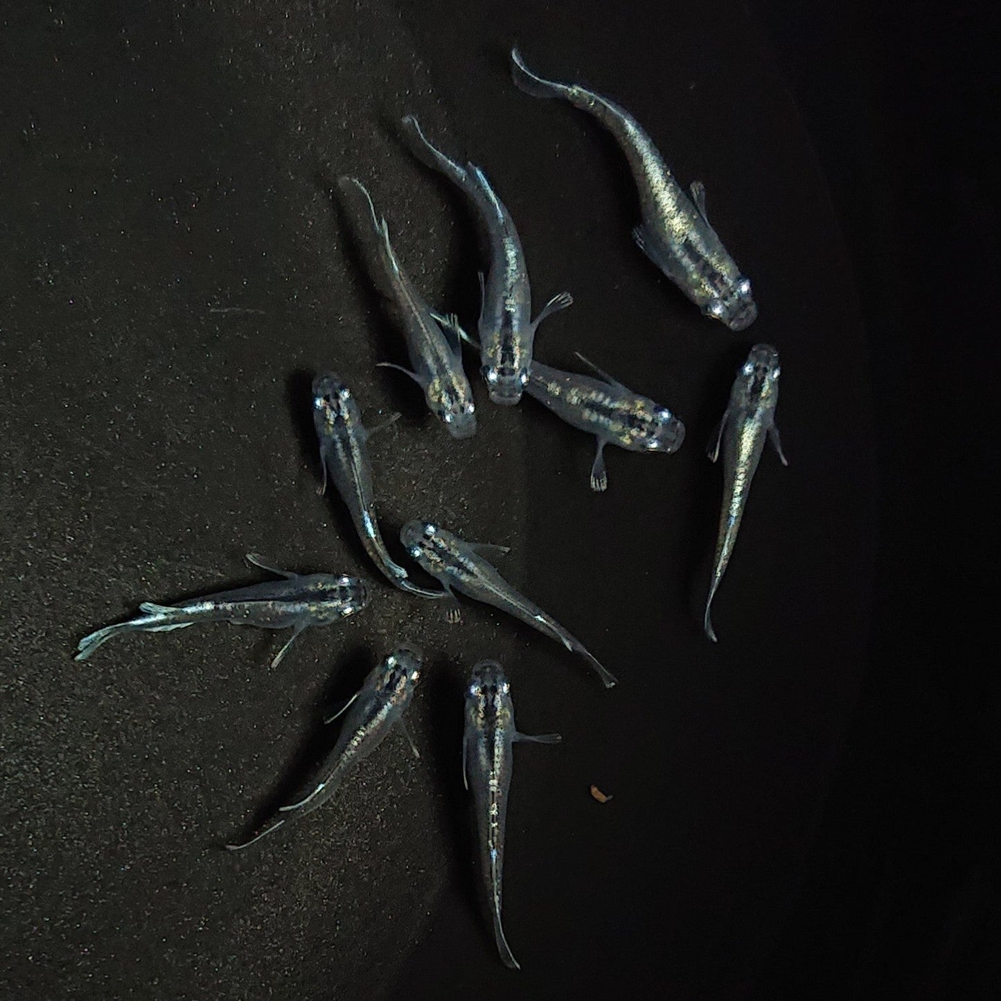 【現物】【現物イベント特価】マリアージュロングフィン稚魚 10匹 0604