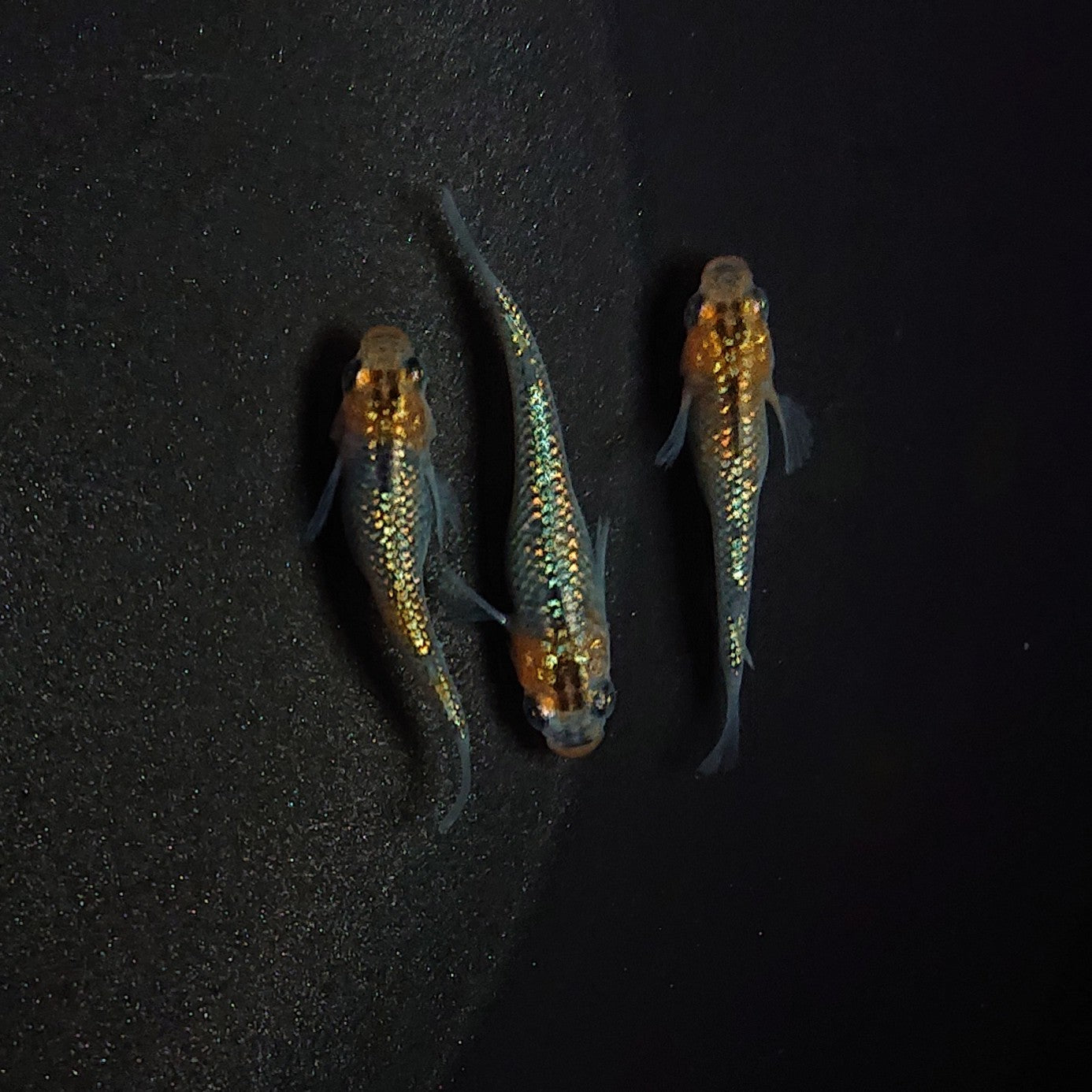【現物】【上物】天界 若魚 3匹 オス1メス2 0596