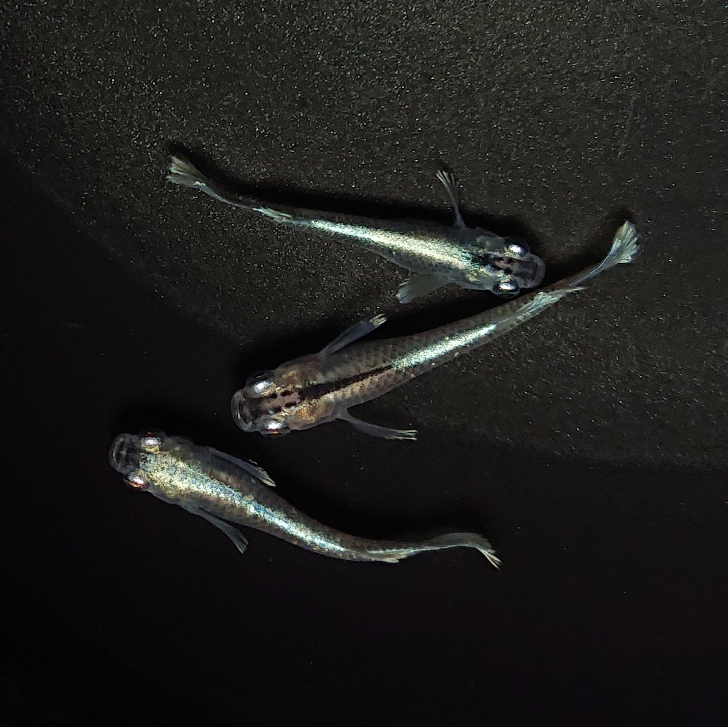【現物】【上物】グランブルー 若魚 3匹 オス1メス2 0610