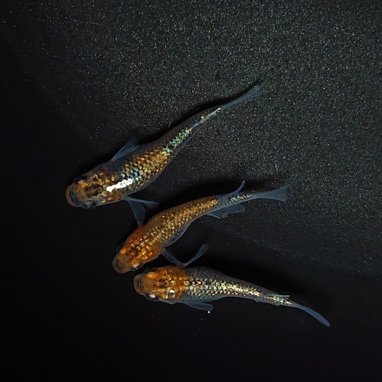 【現物】【上物】天界 若魚 3匹 オス1メス2 0608