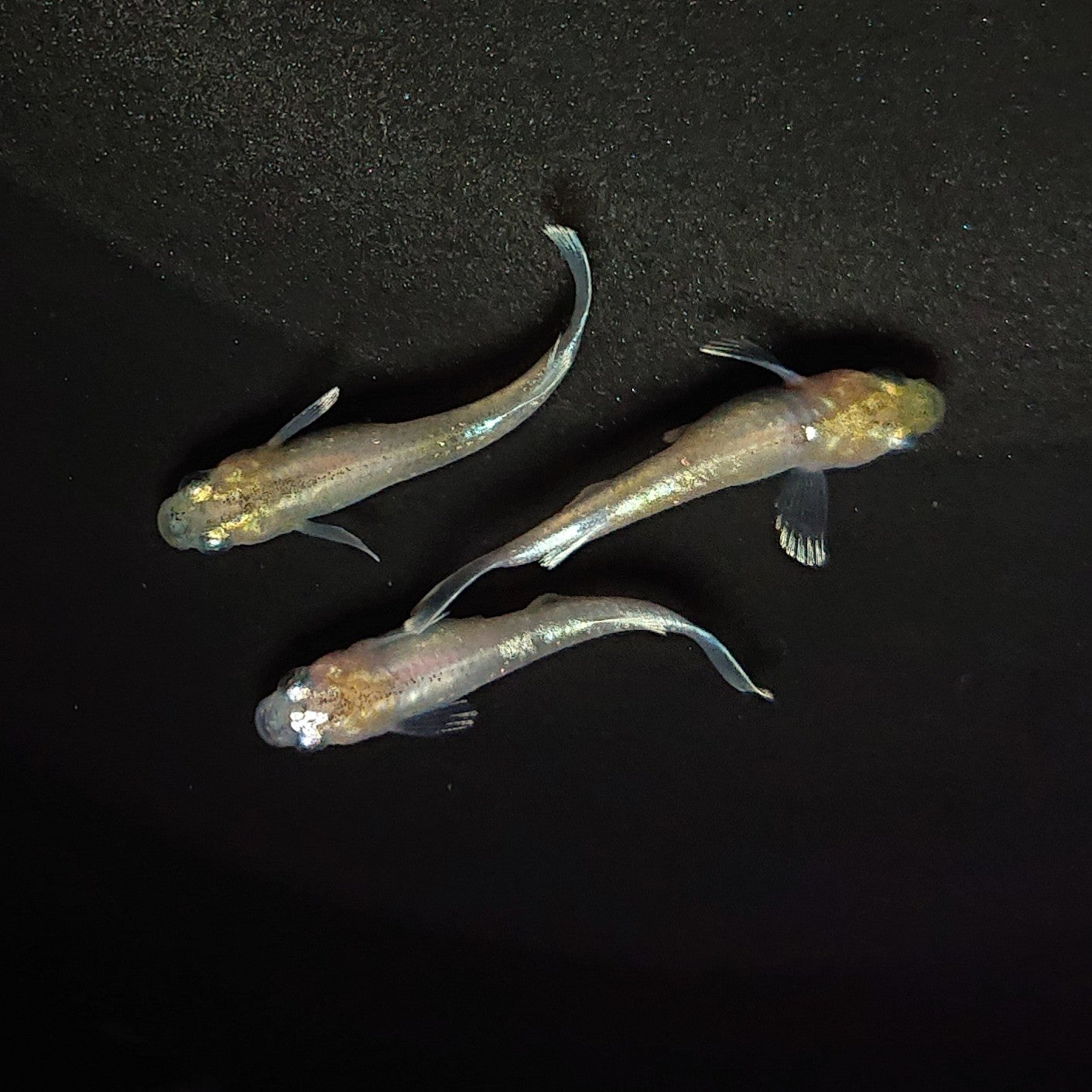 【現物】【上物】ルアンモルフォ 若魚 3匹 オス1メス2 0609
