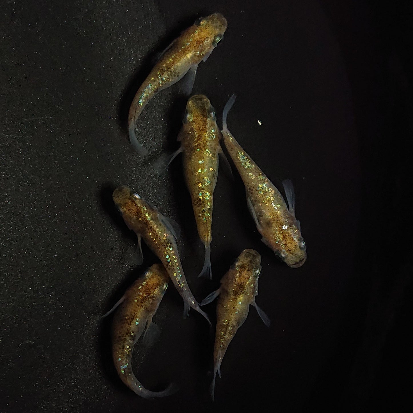 【現物】【上物】黄金三色ラメ半だるま 6匹 オス4メス2 0619