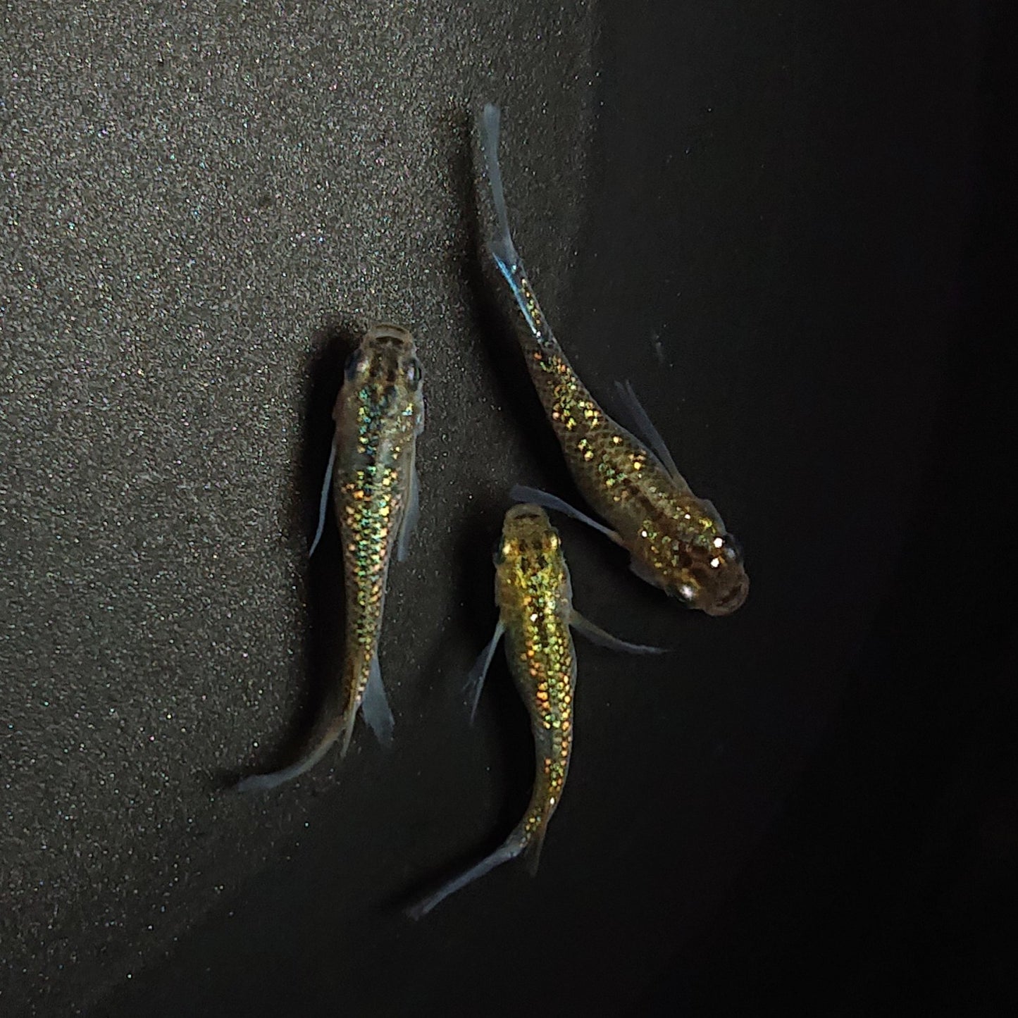 【現物】【上物】サボラメリアルロングフィン若魚 3匹 オス1メス2 0613