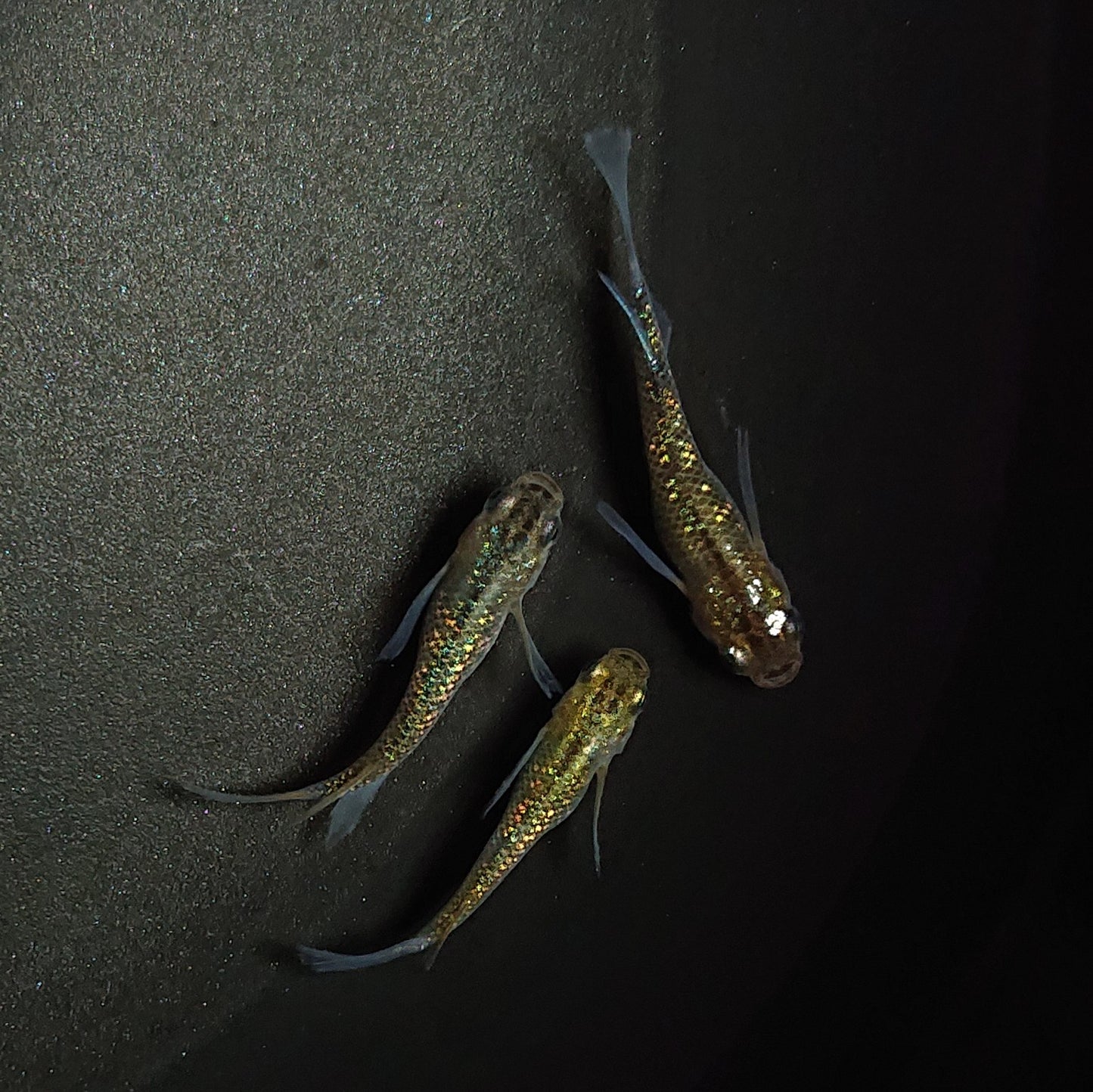 【現物】【上物】サボラメリアルロングフィン若魚 3匹 オス1メス2 0613
