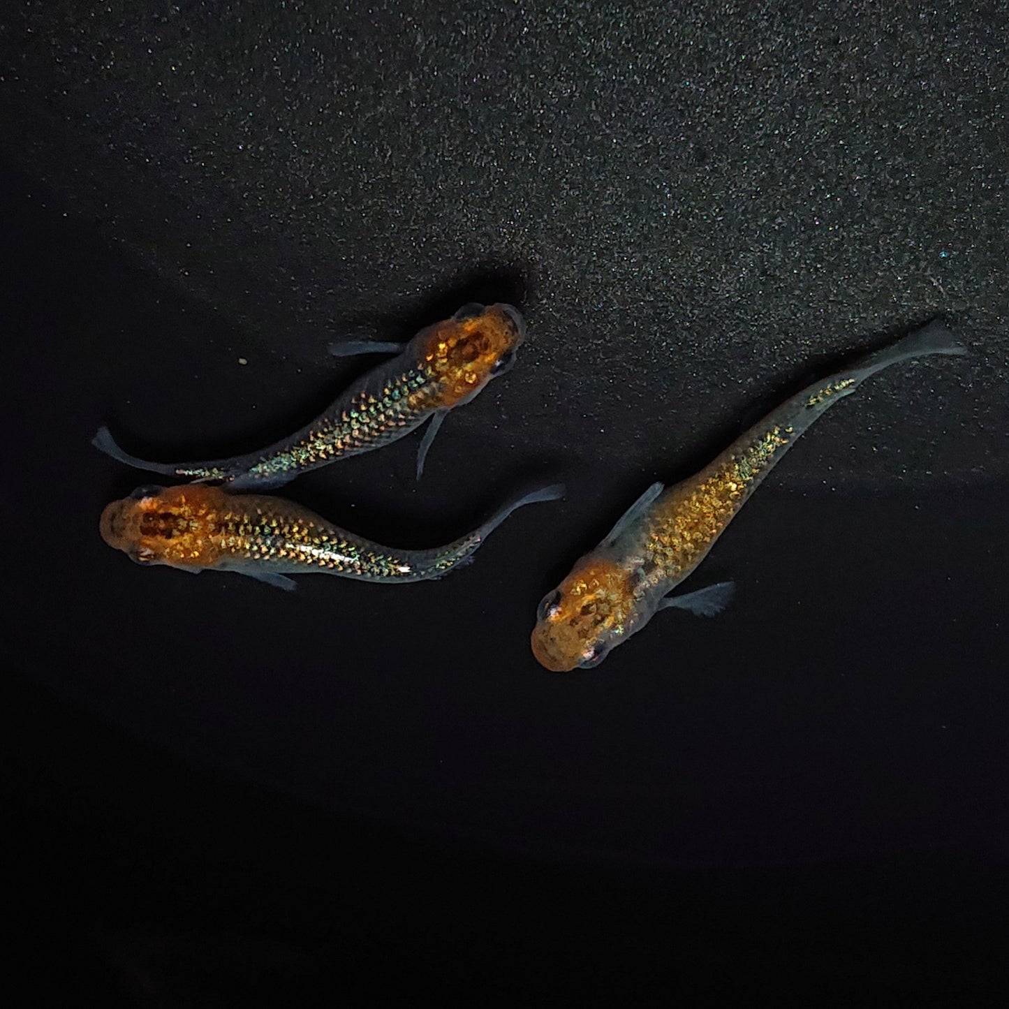 【現物】【上物】天界 若魚 3匹 オス1メス2 0633