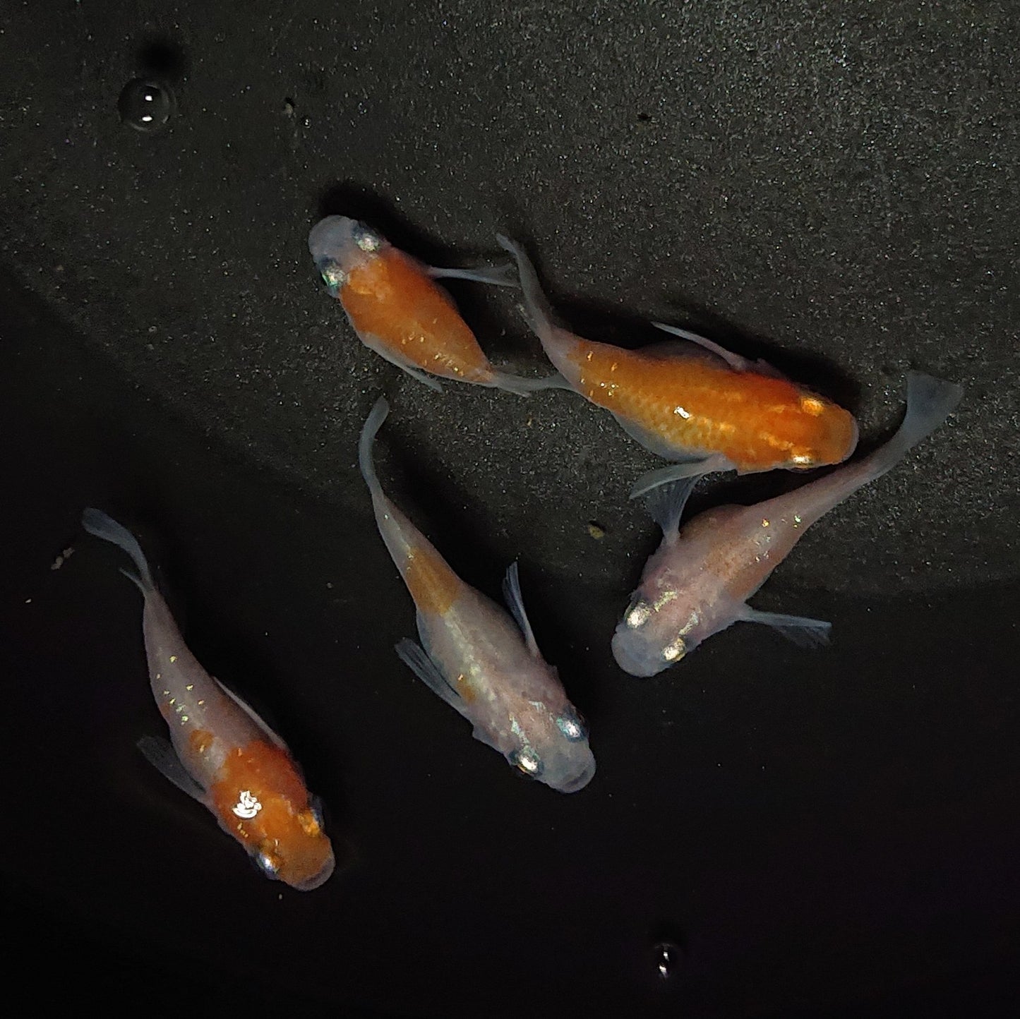 【現物】【上物】紅白本だるま 5匹 オス2メス3 0635