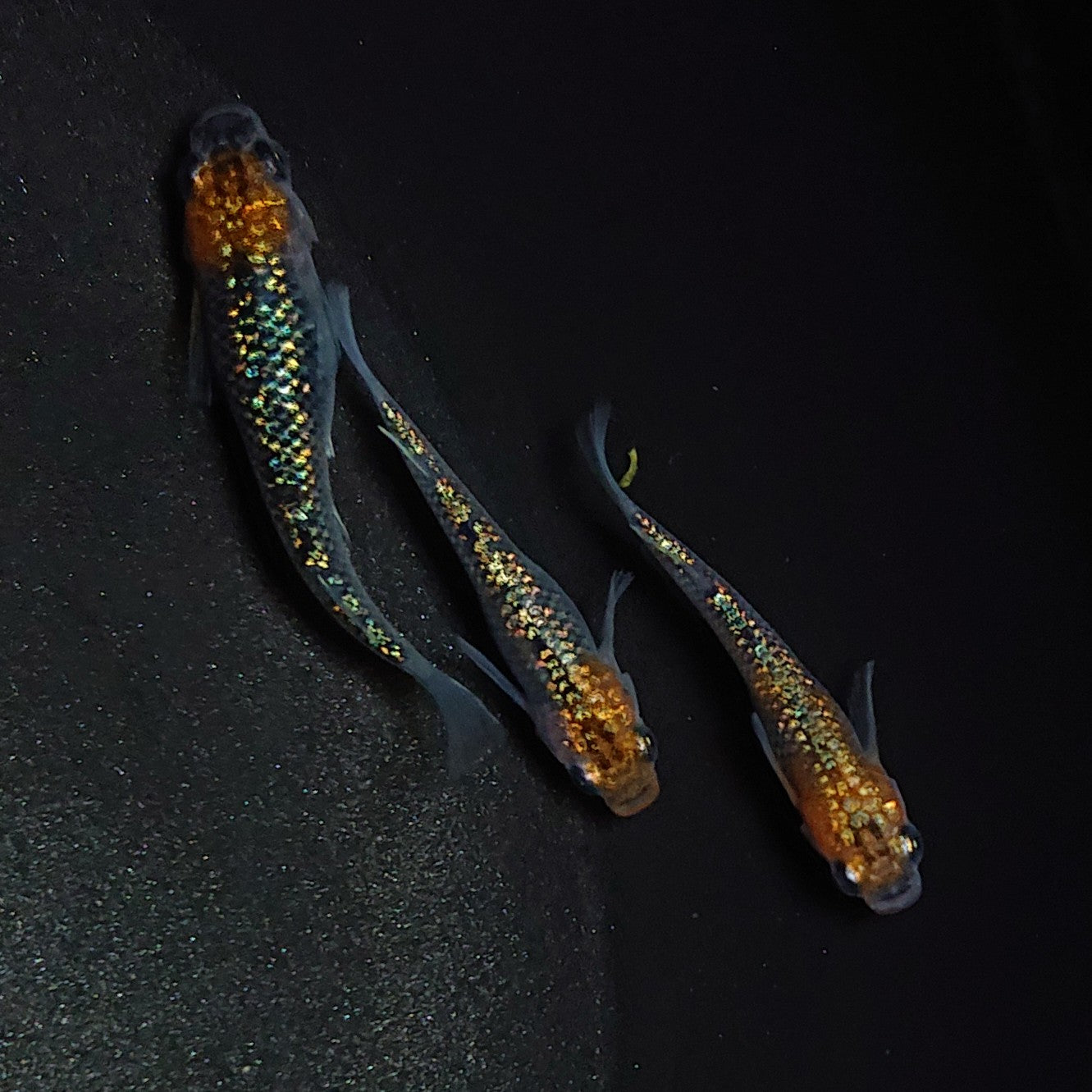 【現物】【上物】天界 若魚 3匹 オス1メス2 0643