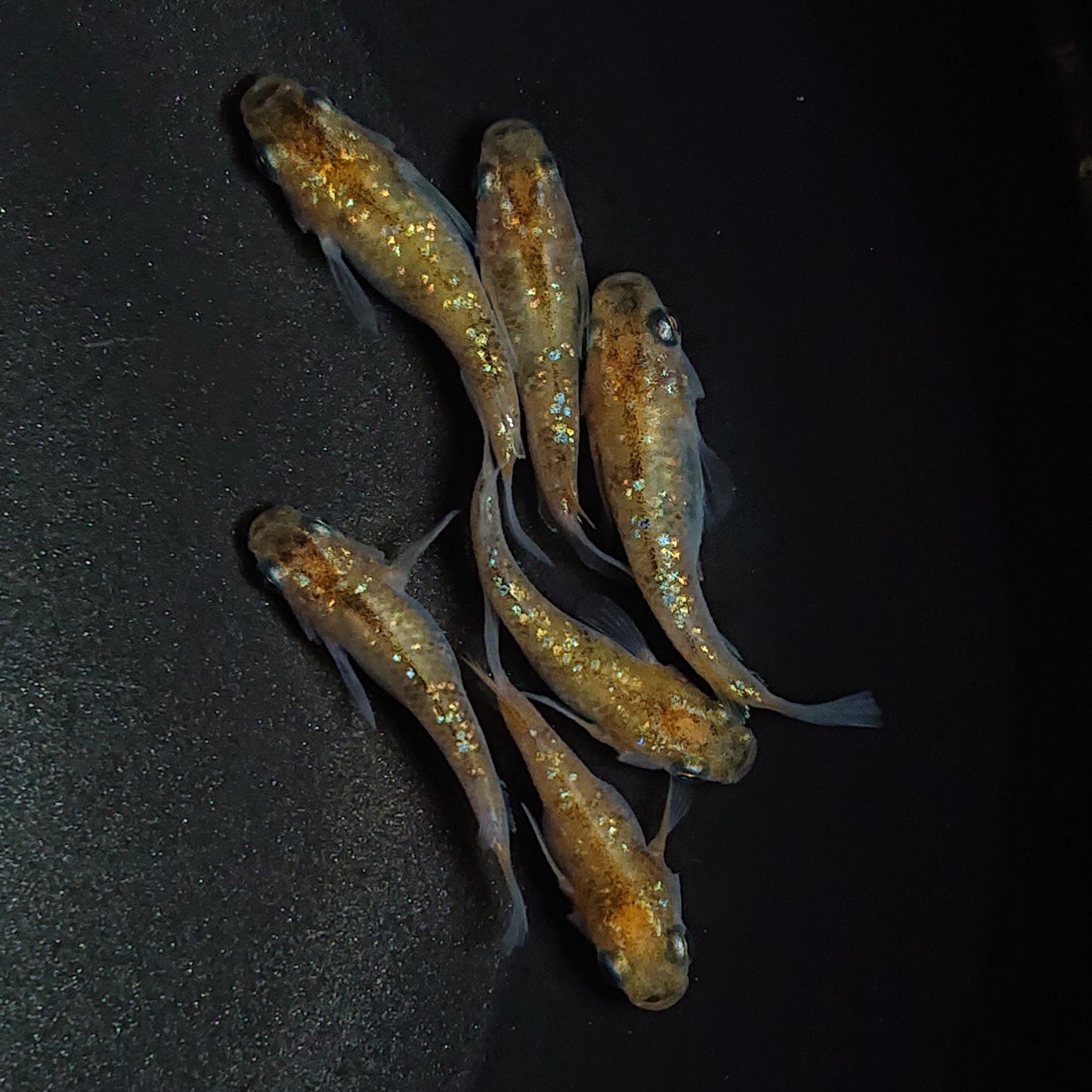 【現物】【上物】黄金三色ラメ半だるま 6匹 オス2メス4 0649