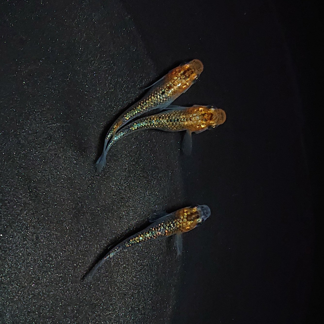 【現物】【上物】天界若魚 上物 3匹 オス1メス2 0657