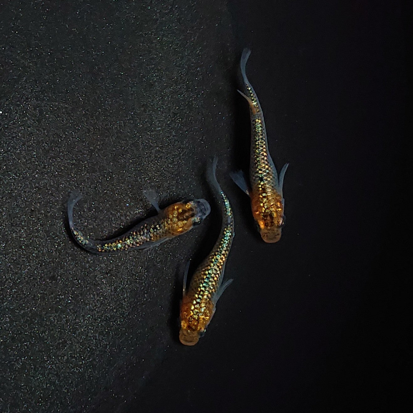 【現物】【上物】天界若魚 上物 3匹 オス1メス2 0657