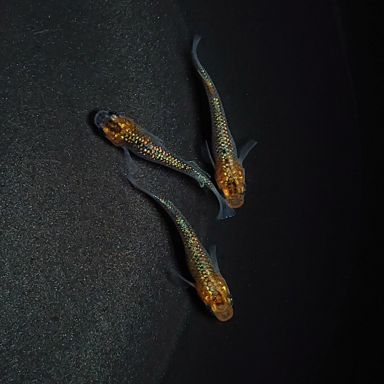 【現物】【上物】天界若魚 上物 3匹 オス1メス2 0657