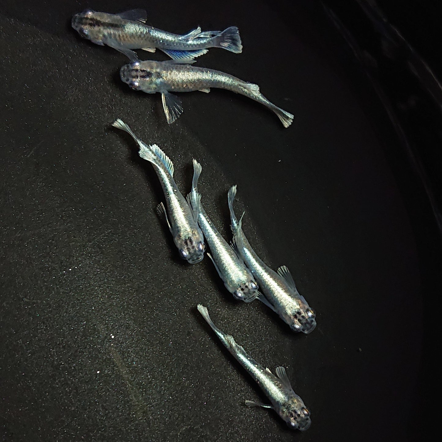【現物】【親グレード】ブラックモルフォ亜種typeブルー 若魚 3ペア 0659