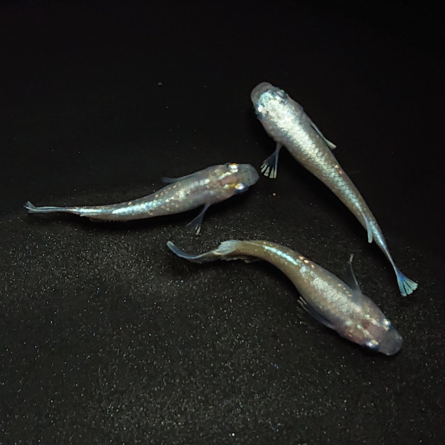 【現物】ルアンモルフォ若魚 3匹 オス1メス2 0664