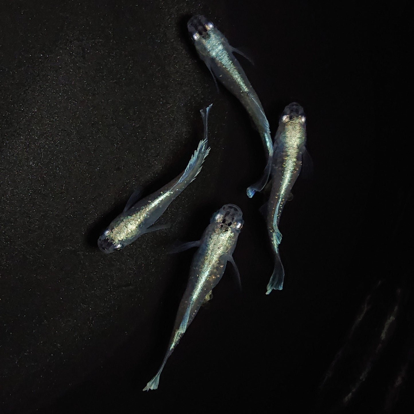 【現物】【上物】モルフォ×垂水ロングフィンF6 2ペア 0662