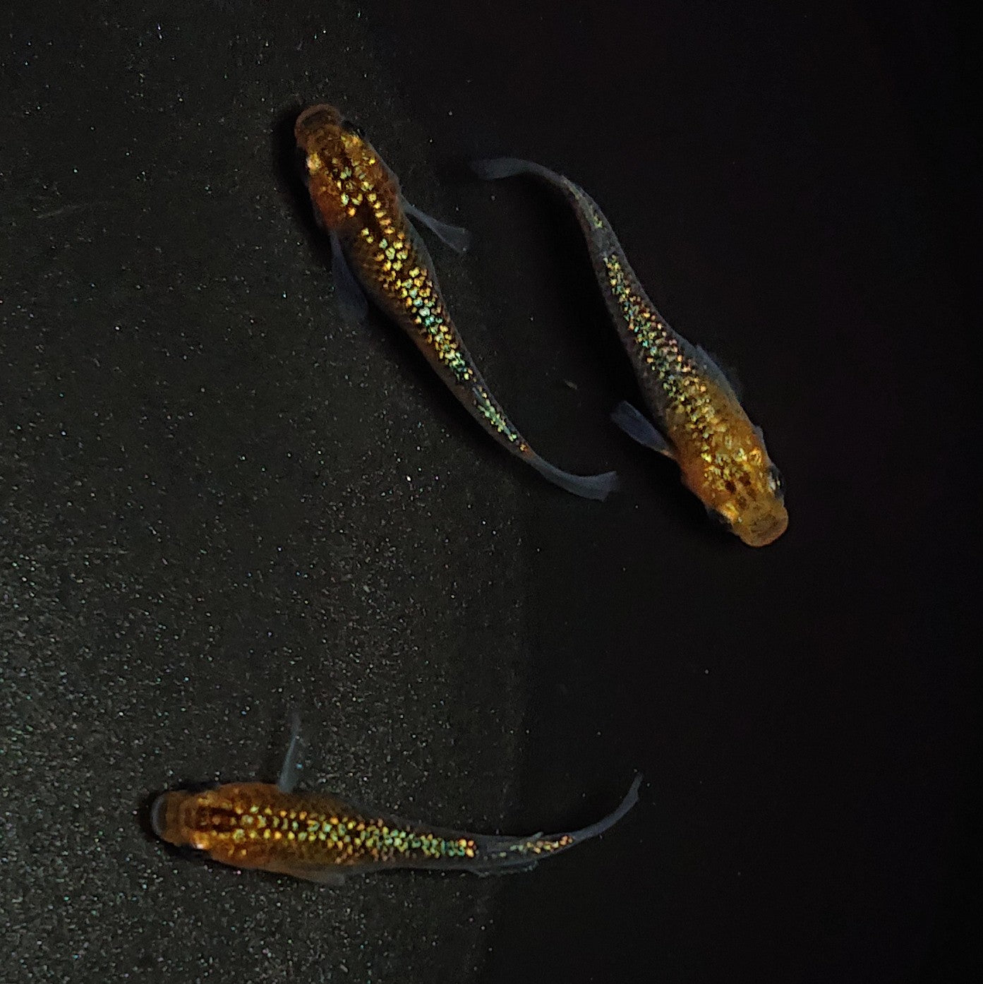 【現物】【上物】天界若魚 上物 3匹 オス1メス2 0683