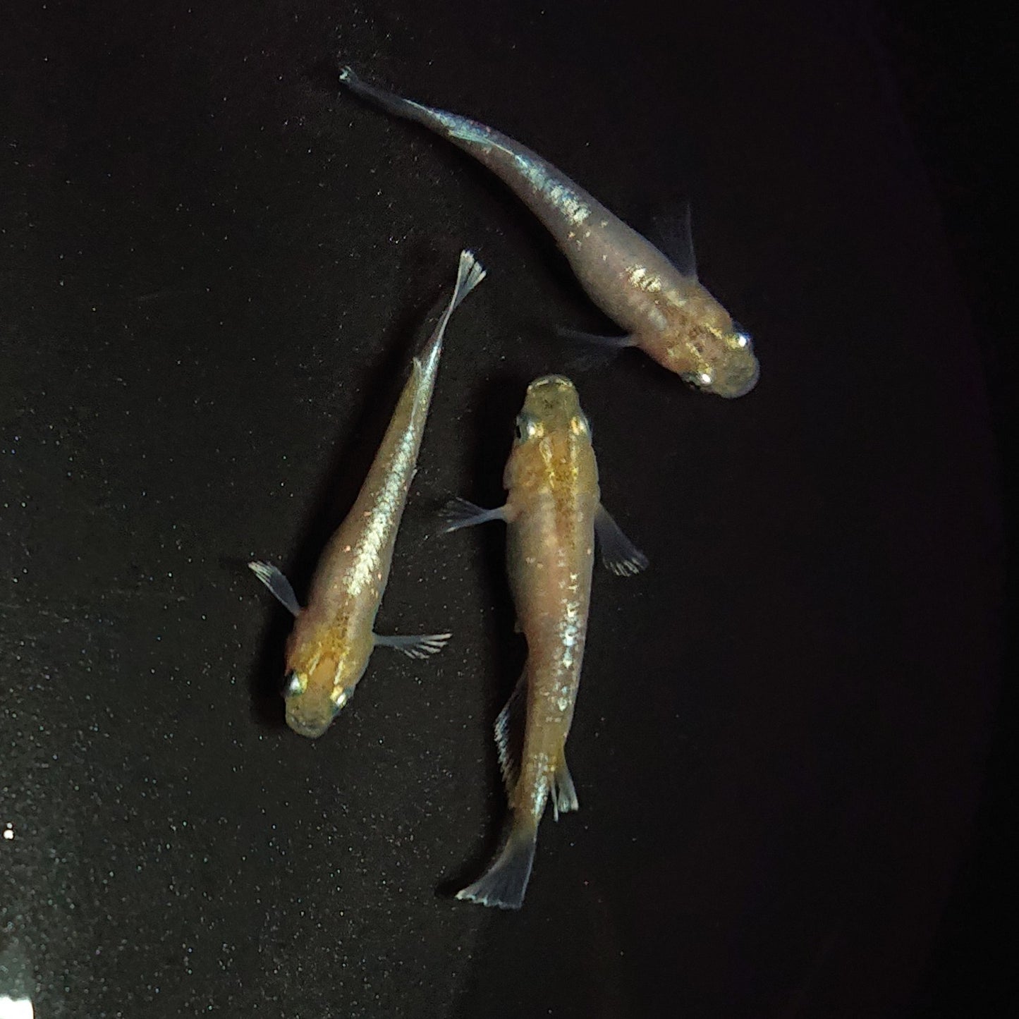 【現物】ルアンモルフォ若魚 3匹 オス1メス2 0685