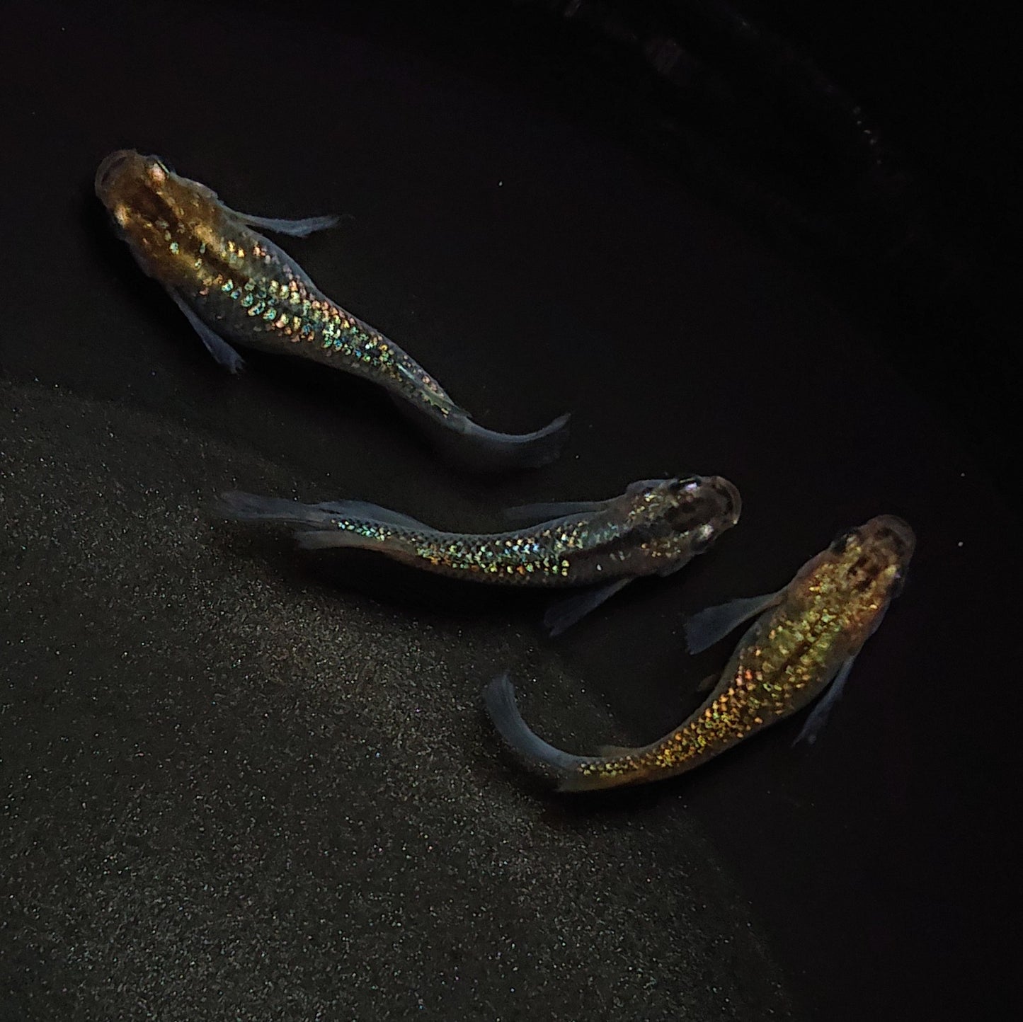 【現物】【上物】サボラメリアルロングフィン 3匹 オス1メス2 0689