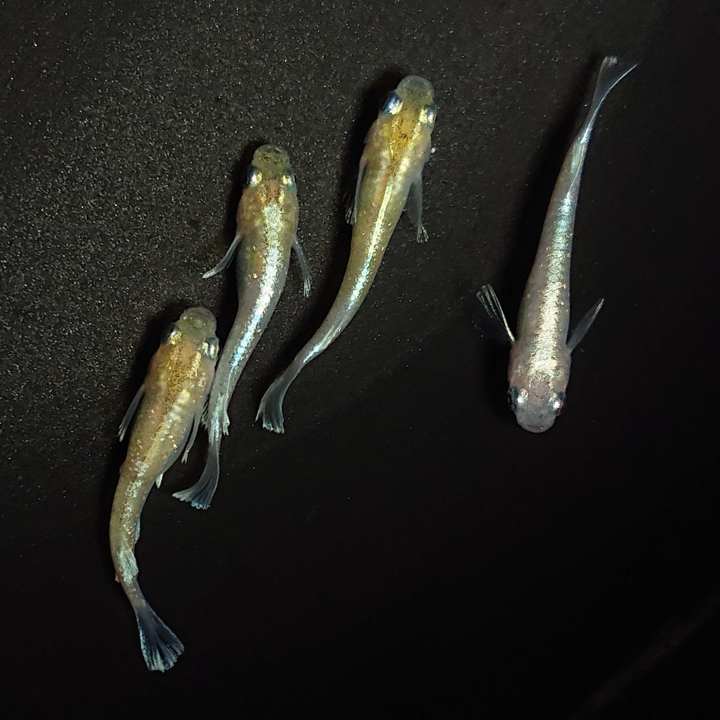 【現物】【上物】ルアンモルフォ若魚 4匹 オス1メス3 0697