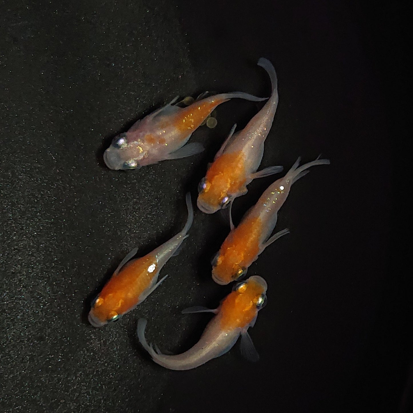 【現物】【上物】紅白本だるま 5匹 オス2メス3 0698