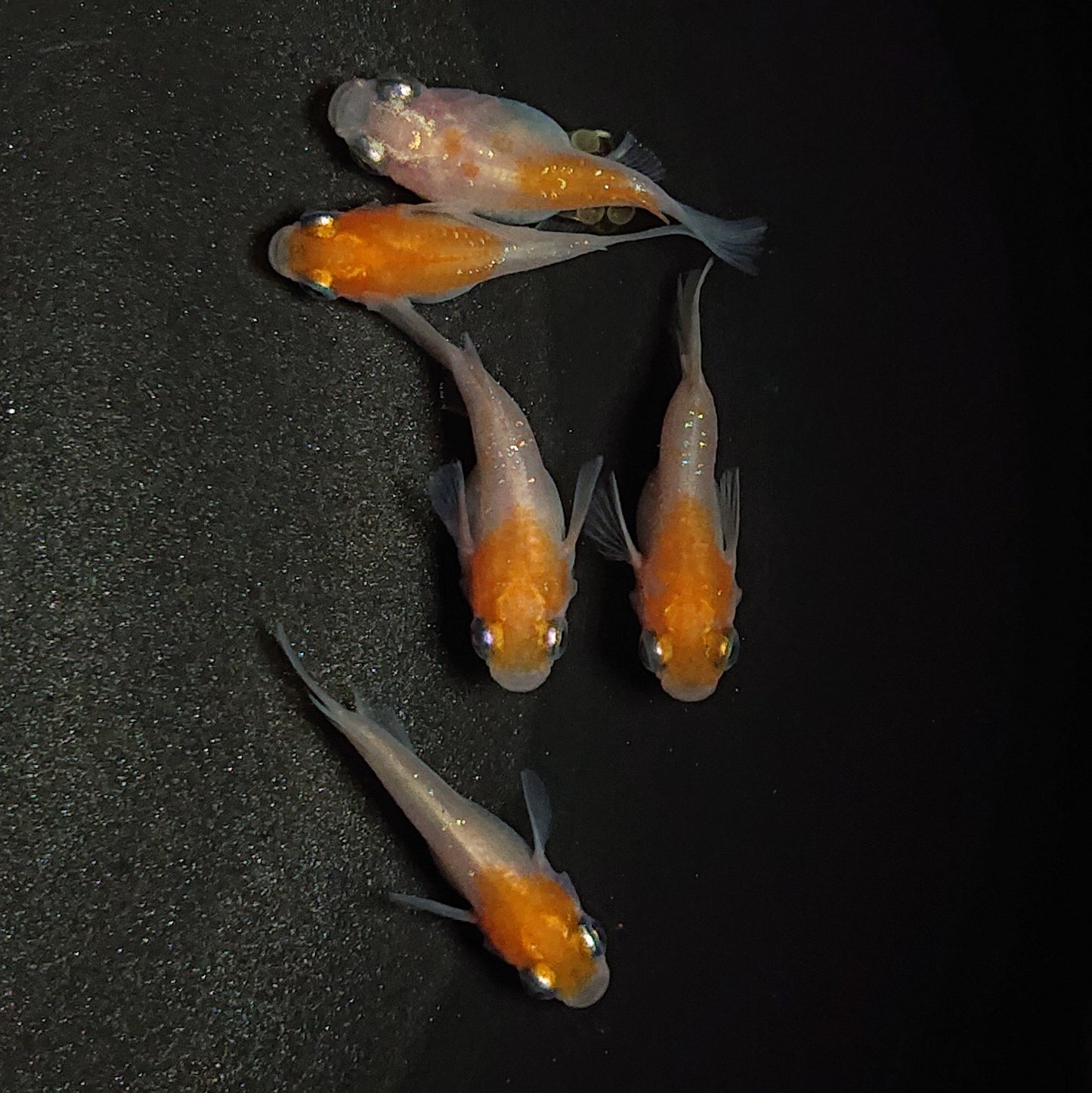 【現物】【上物】紅白本だるま 5匹 オス2メス3 0698