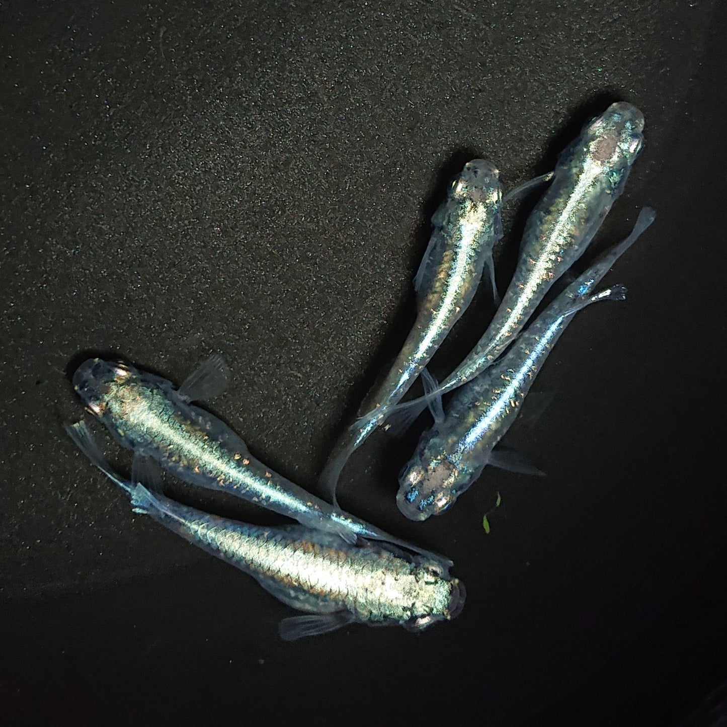 【現物】鯖の極み 5匹 オス2メス3 0725