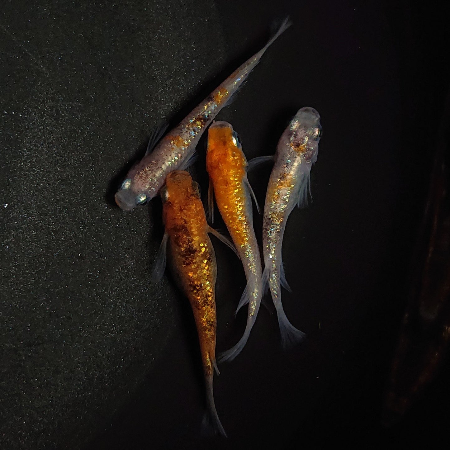 【現物】月華 4匹 オス3メス1 0736