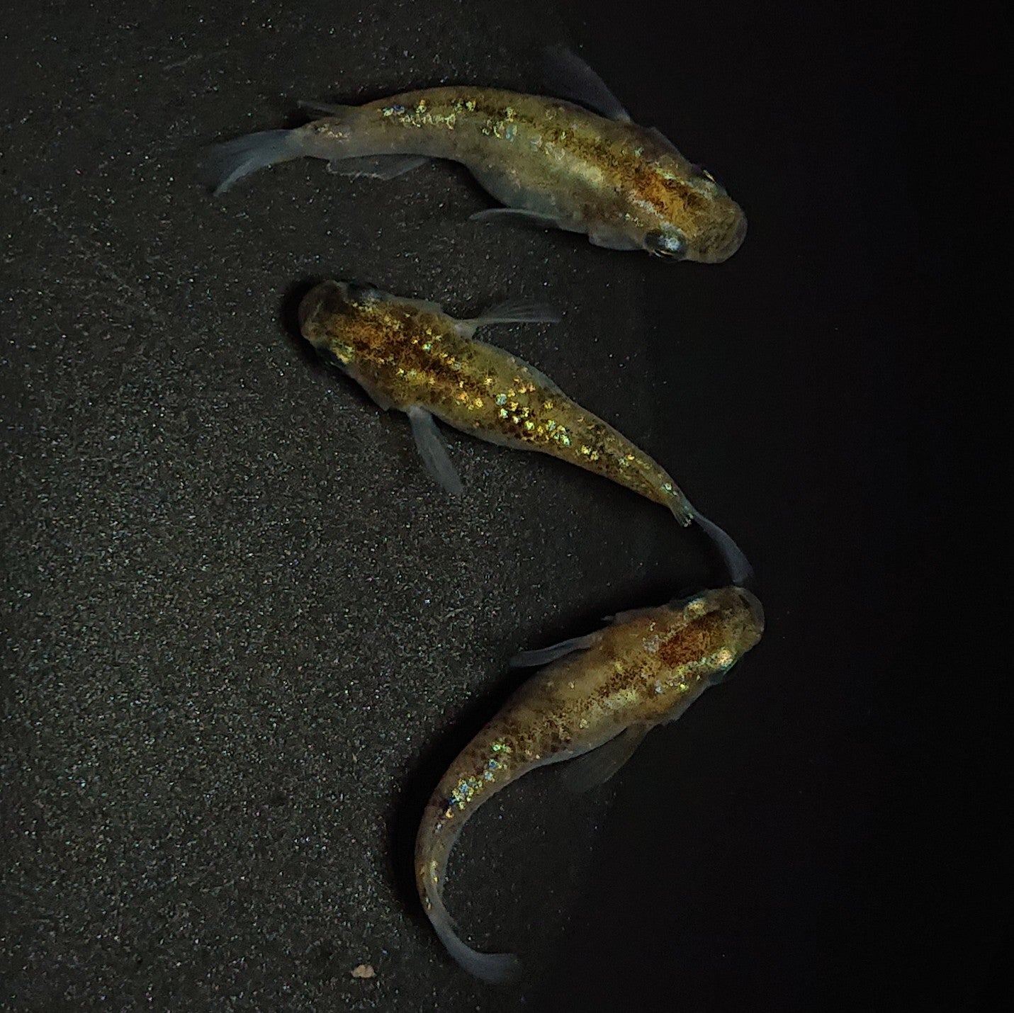 【現物】【上物】黄金三色ラメ半だるま 3匹 オス1メス2 0735