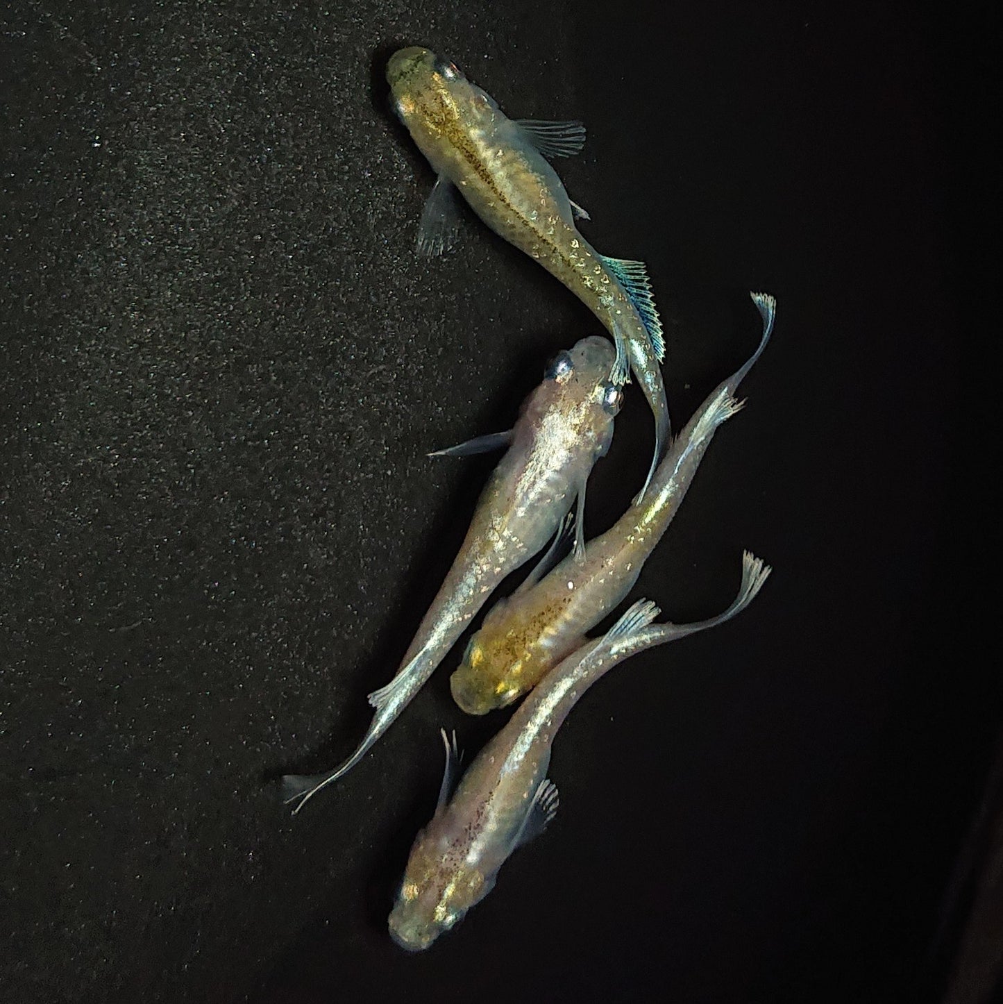 【現物】【上物】ルアンモルフォ若魚 2ペア 0745