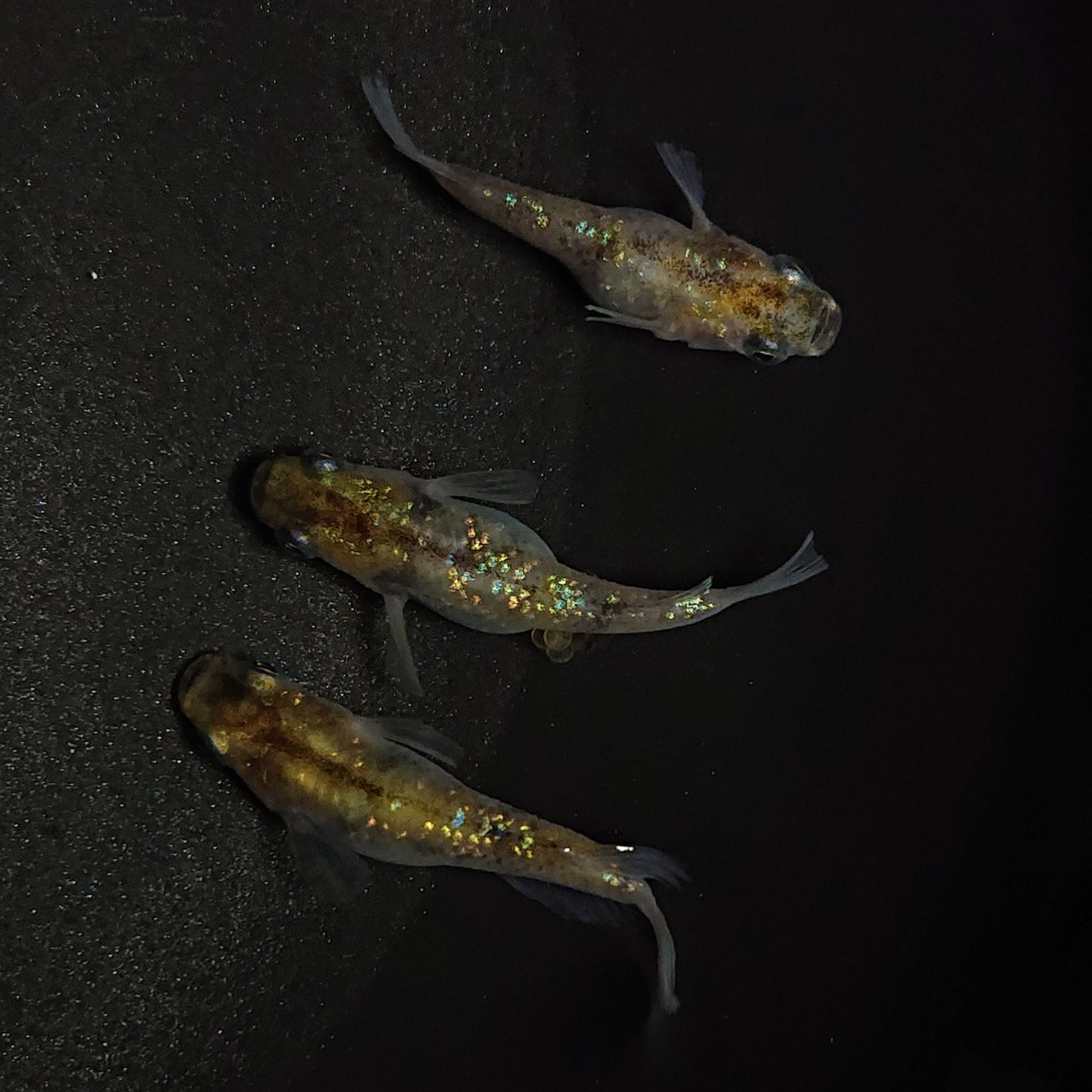【現物】【上物】黄金三色ラメ半だるま 3匹 オス2メス1 0783
