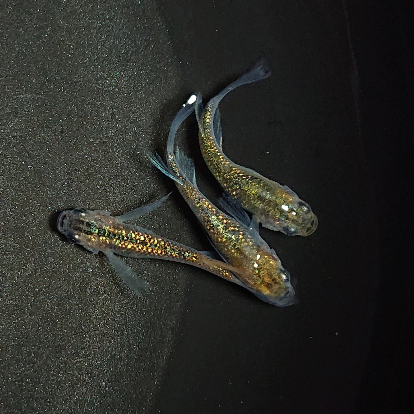 【現物】サボラメリアルロングフィン若魚 3匹 オス1メス2 0789
