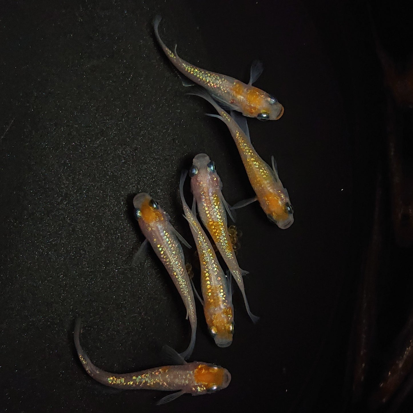 【現物】王華 6匹 オス2メス4 0792