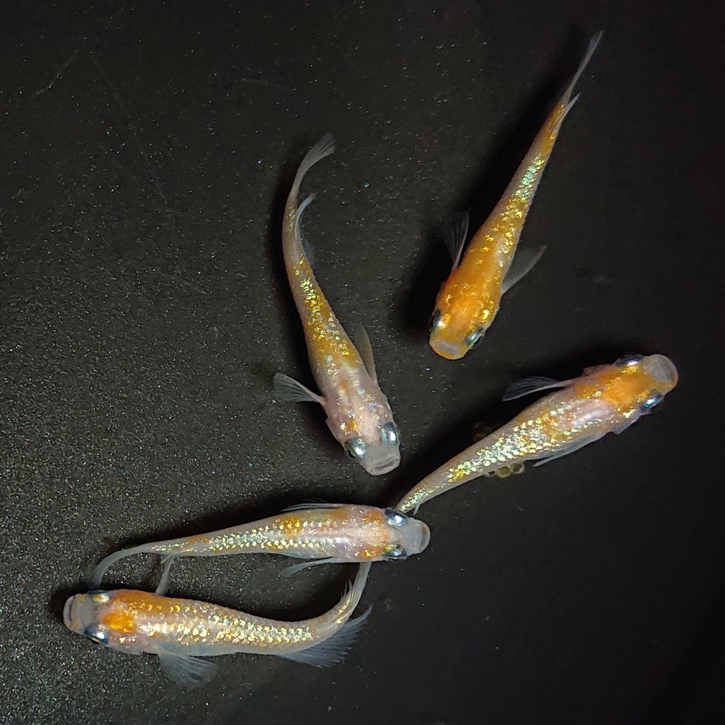 【現物】王華 5匹 オス3メス2 0807