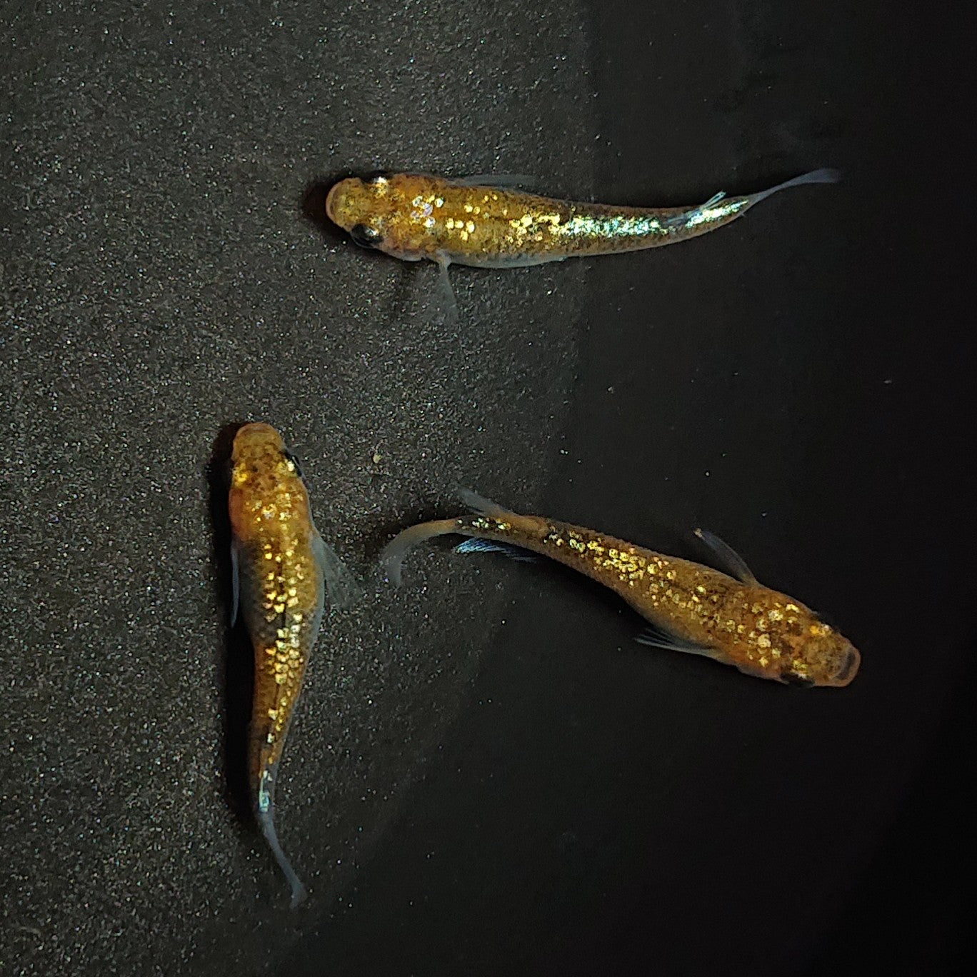 【現物】ラメ王 若魚 3匹 オス1メス2 0804