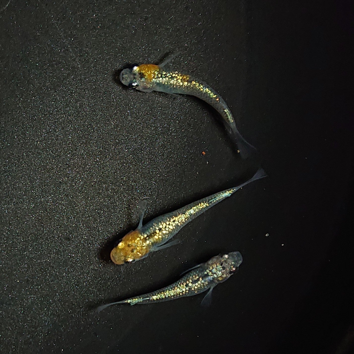 【現物】ラメ王若魚 3匹 オス1メス2 0803