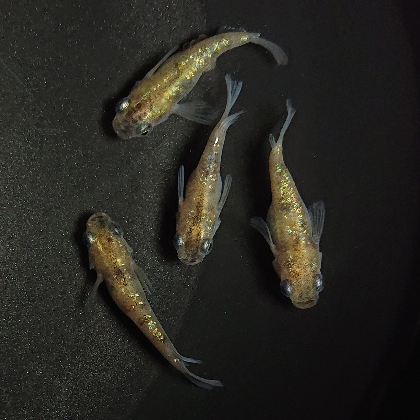 【現物】黄金三色ラメ半だるま 2ペア 0822