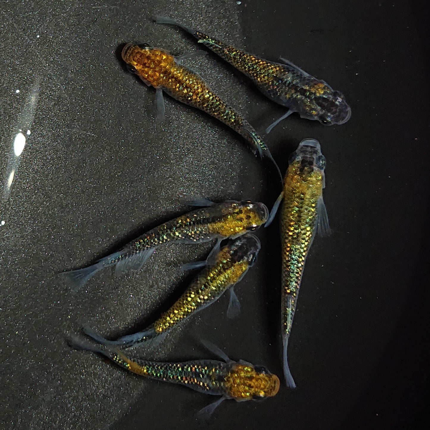 【現物】【上物】鬼ラメ×夜桜ゴールドF6 6匹 オス4メス2 0826