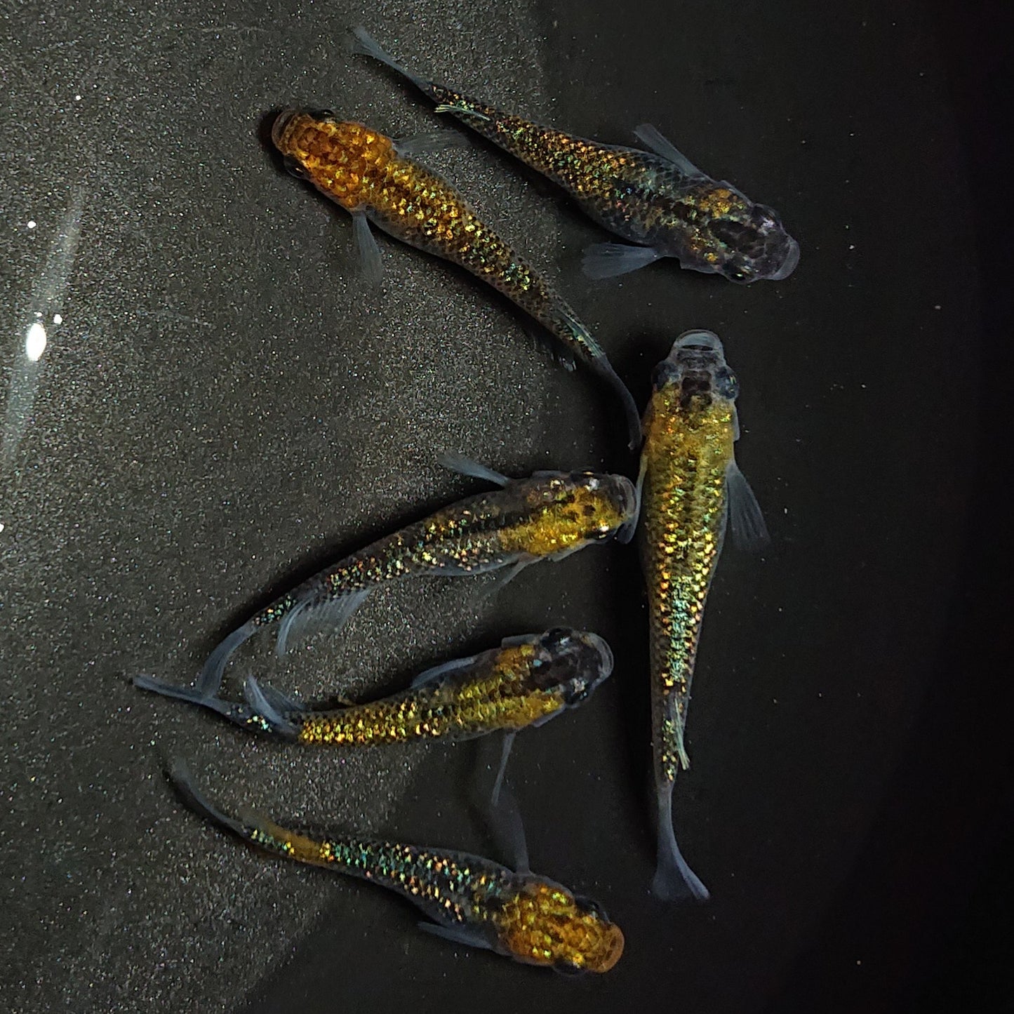 【現物】【上物】鬼ラメ×夜桜ゴールドF6 6匹 オス4メス2 0826
