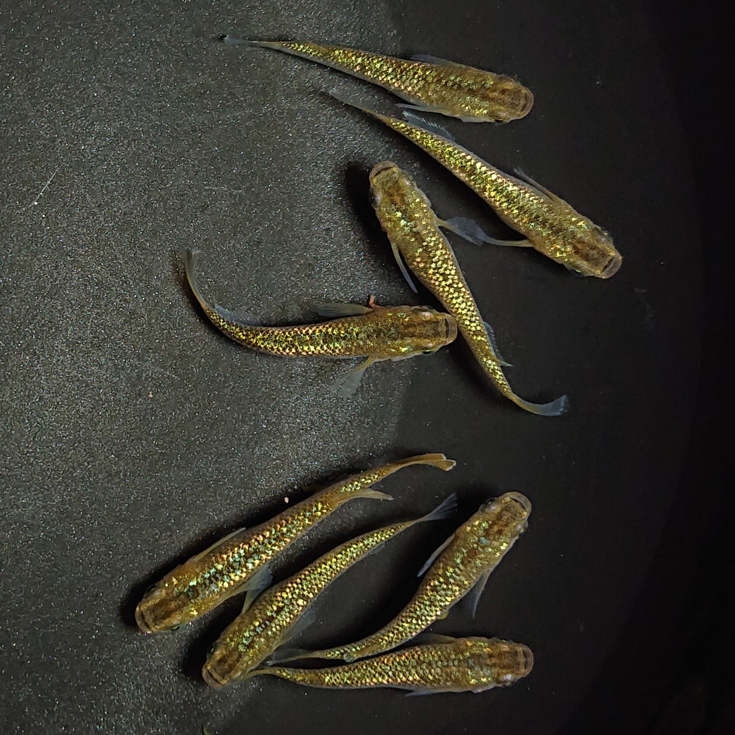 【現物】琥珀ラメ 8匹 オス3メス5 背ビレ無し個体入り 0850