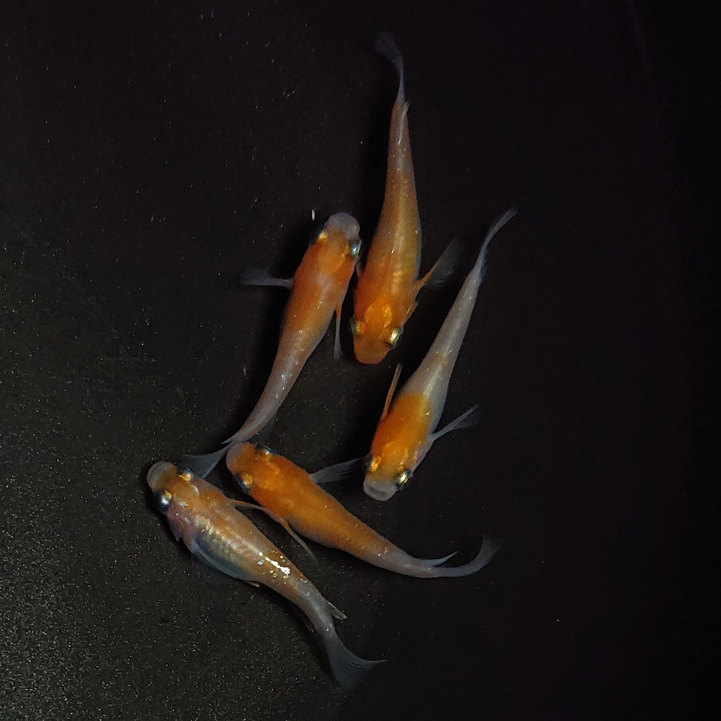 【現物】【上物】紅白半だるま 5匹 オス2メス3 0842