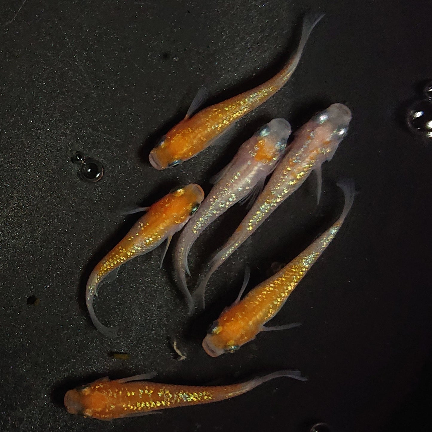 【現物】王華 6匹 オス4メス2 0868