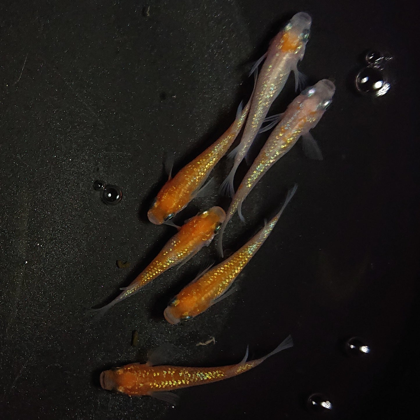 【現物】王華 6匹 オス4メス2 0868